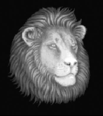 lion.jpg