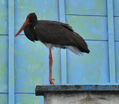 DSC_1038-m.jpg