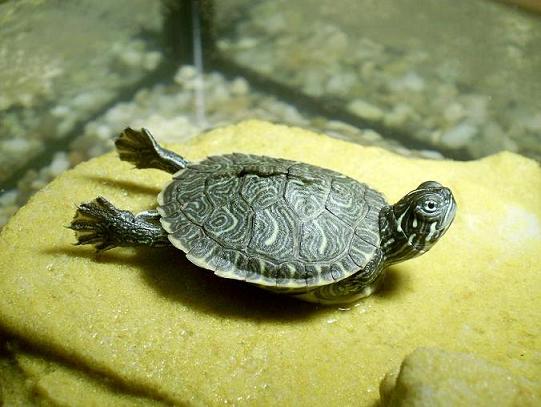 PIC_0110.JPG